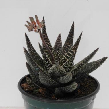 Gasterhaworthia royal highness